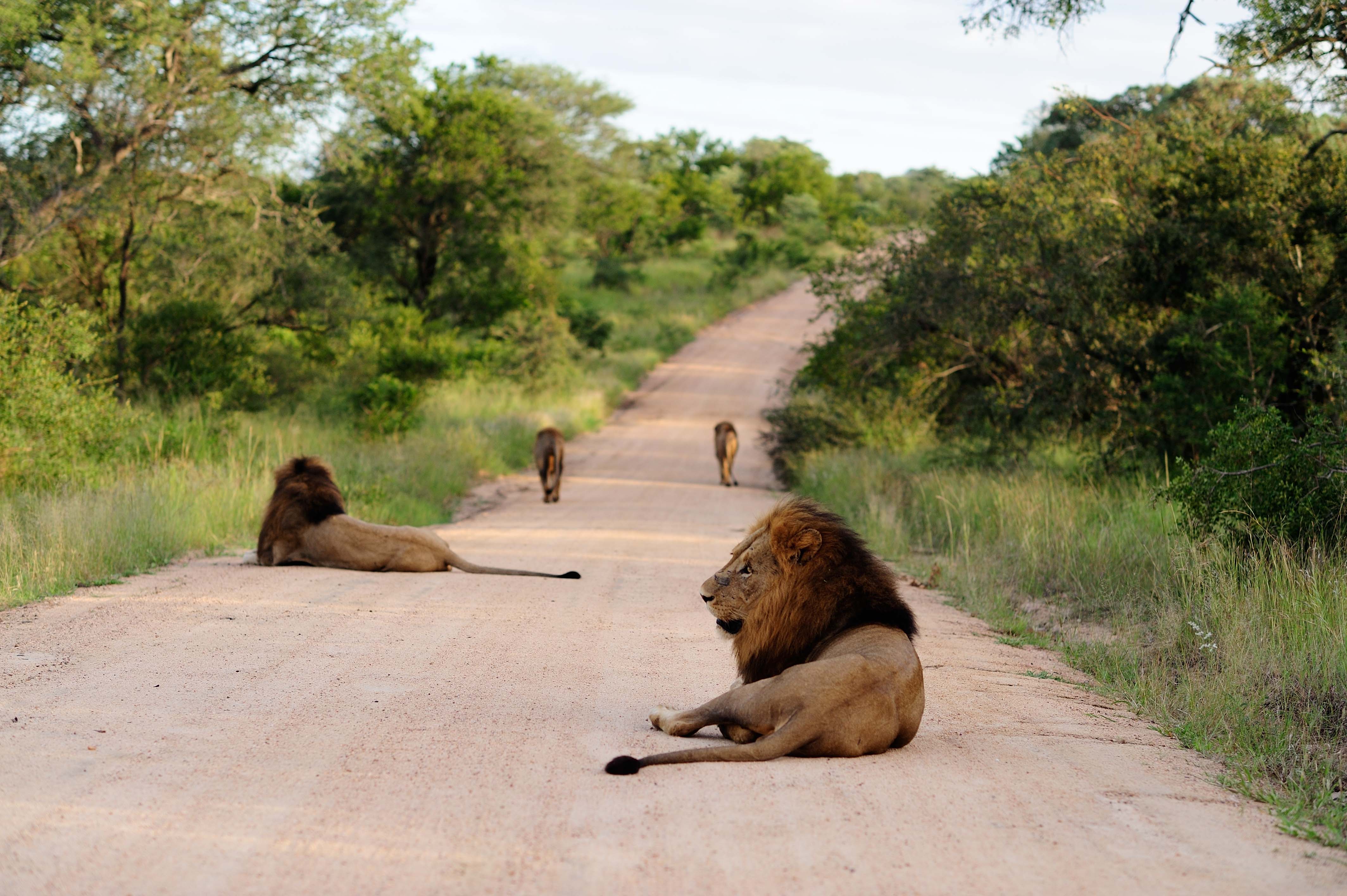 Explore the Timbavati on a Luxury Safari South Africa
